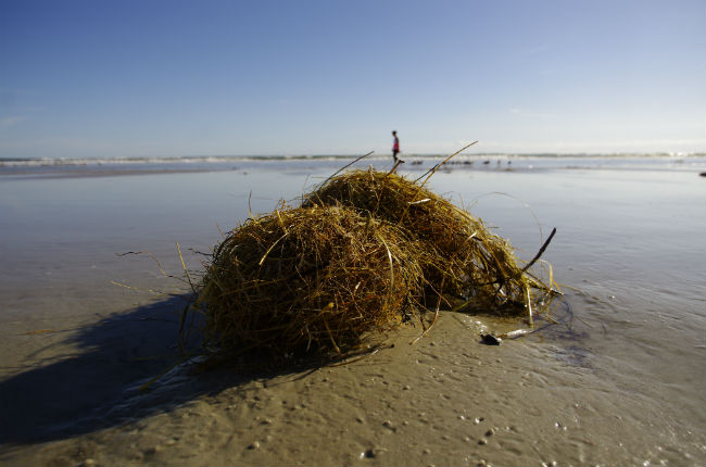 Sea Hairball