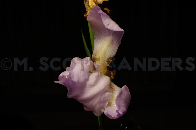 The Death of a Flower: The Iris