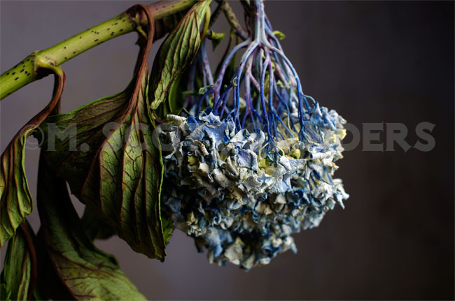 Hydrangea, Day 10