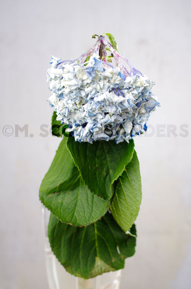 Hydrangea, Day 5