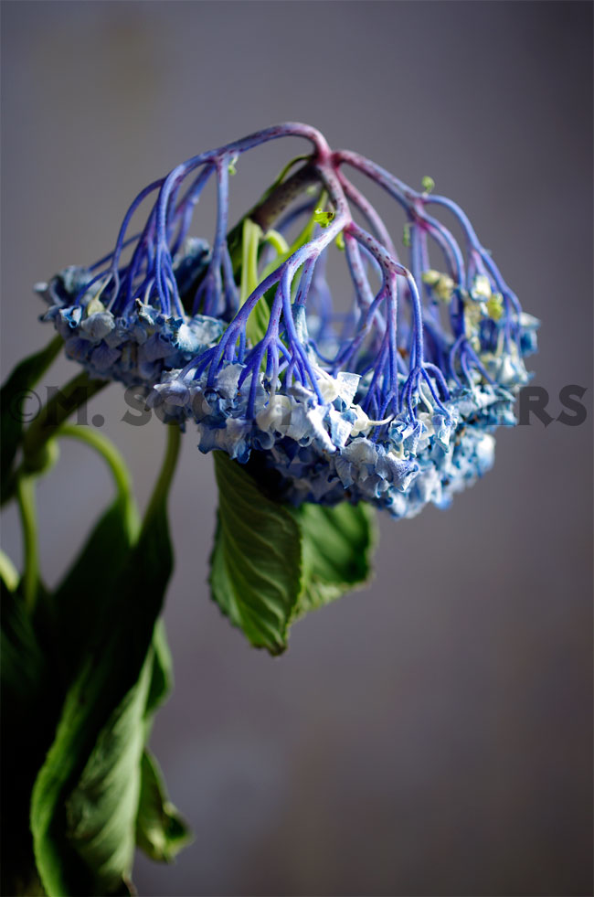 The Death of a Flower: The Hydrangeas