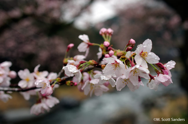 Cherry blossoms