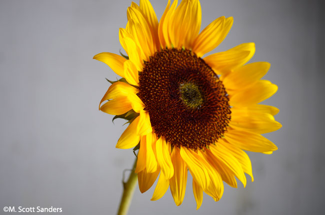 Sunflower 2