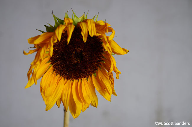 Sunflower #3, Day 7