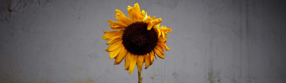 Death of a Flower – Sunflower