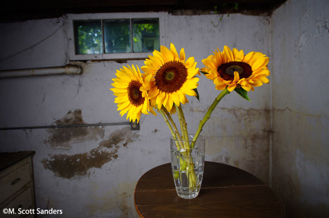 Sunflower Group on Day 1