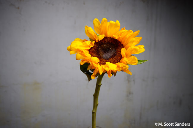 Upright Sunflower, Day 7