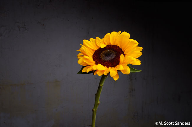 Upward-facing Sunflower