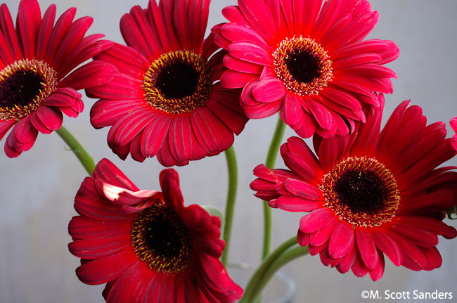 Gerber Daisies