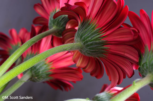 The backs of the Gerber Daisies