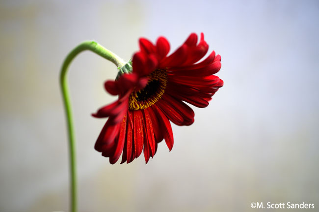 Drooping Gerber Daisy