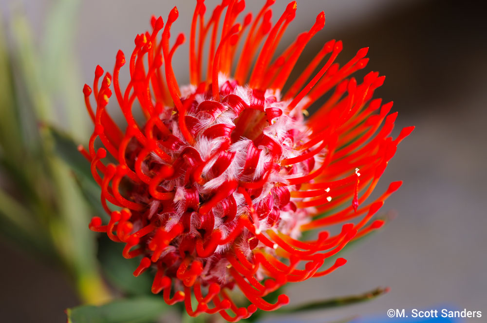 Protea Pincushion - Red