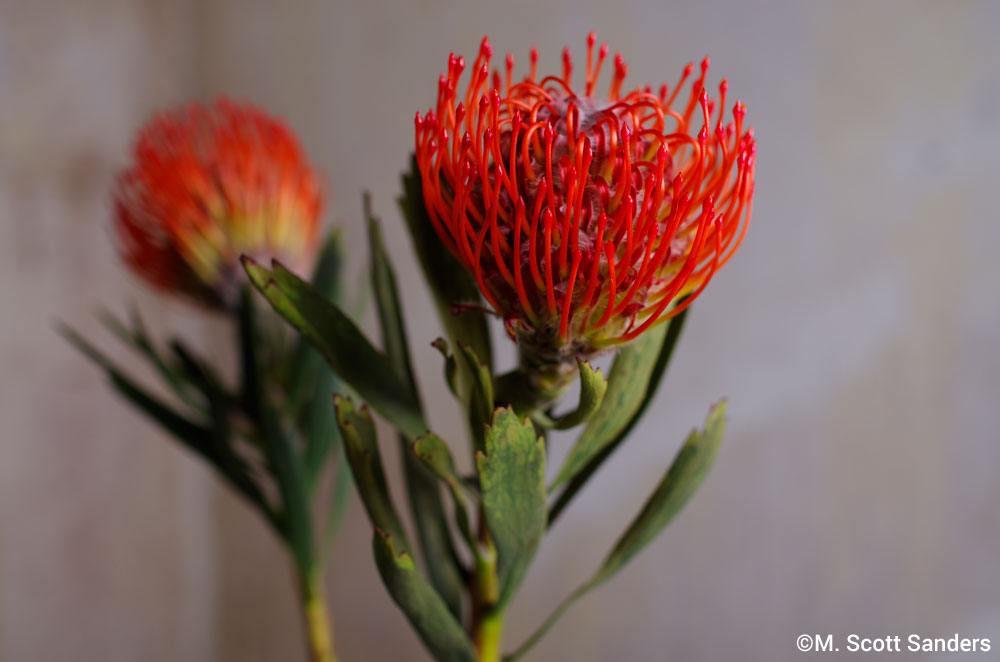 Pincushion Protea, day 1