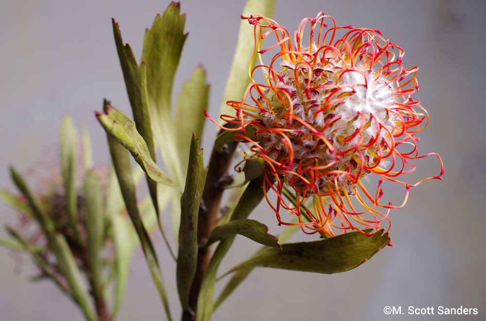 Pincushion Protea, day 6