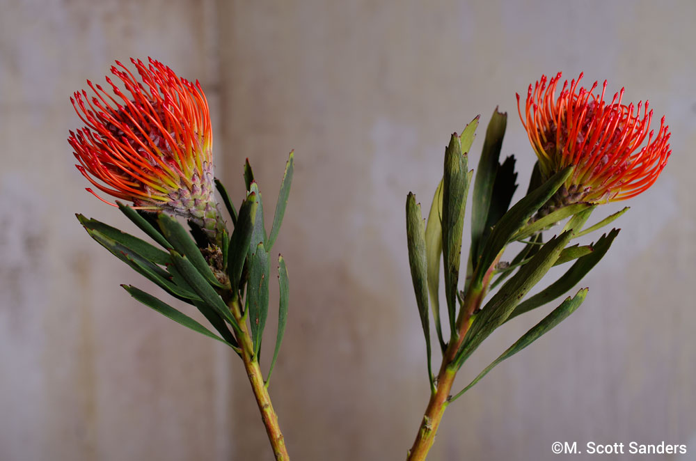 Pincushion Protea, day 1, Twins