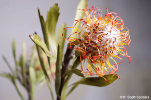 Pincushion Protea, day 10