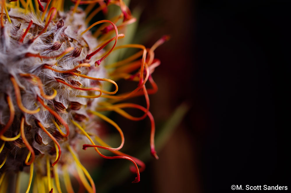 Protea, day 10