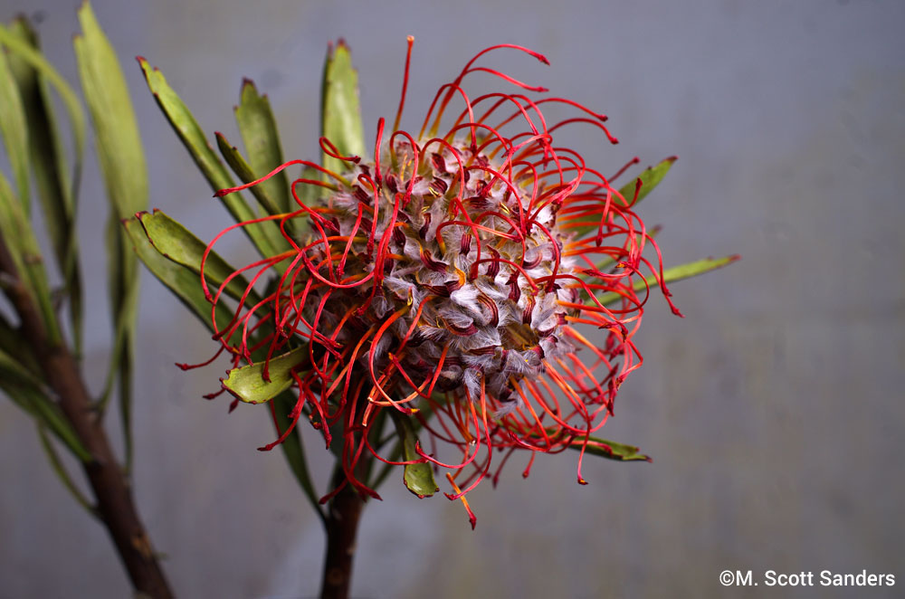 Pincushion Protea, day 6