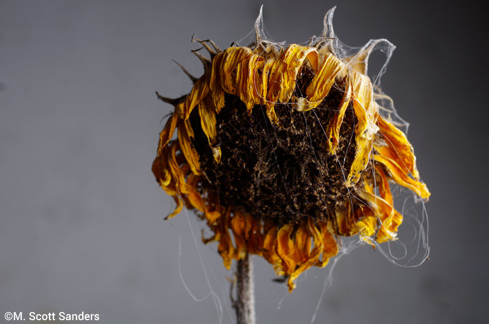 Sunflower with Cobwebs