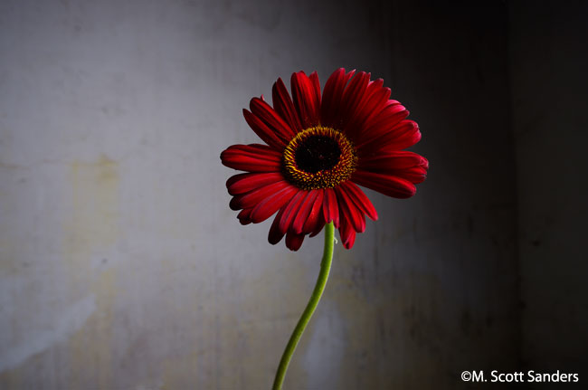 Death of a Flower: Gerber Daisy