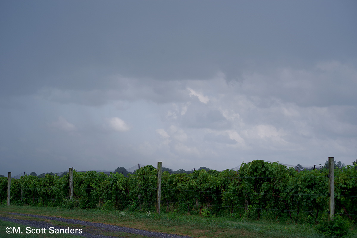 Rain on Grapes